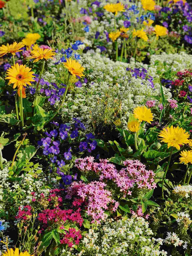 Wild-flowers--avery-thomas